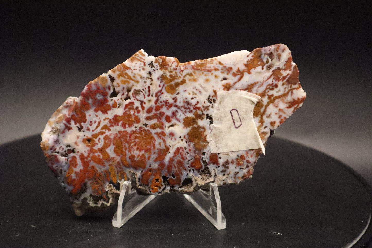 Wingate Pass Plume Agate slab (Unpolished)