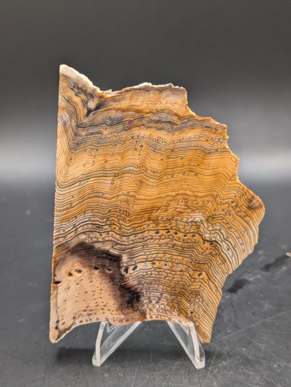 Hells Canyon Petrified Wood (Unpolished)