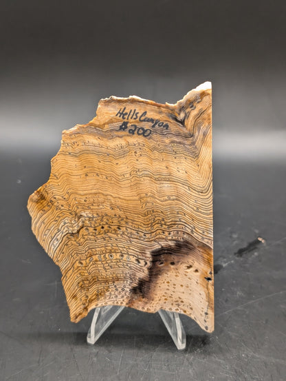 Hells Canyon Petrified Wood (Unpolished)