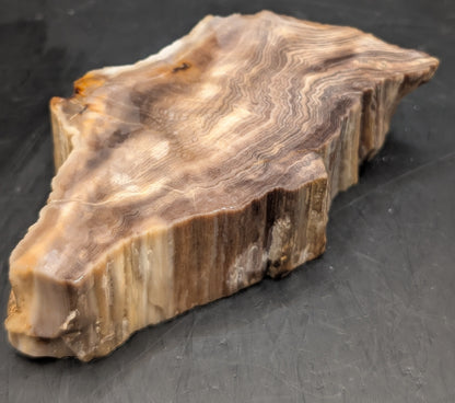 Hells Canyon Petrified Wood Specimen (Unpolished)