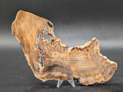 Hells Canyon Petrified Wood (Unpolished)