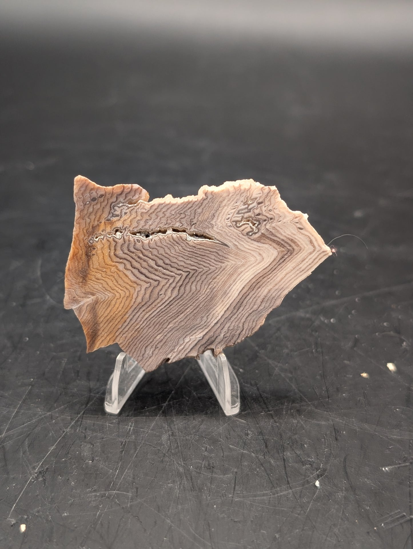 Hells Canyon Petrified Wood (Unpolished)