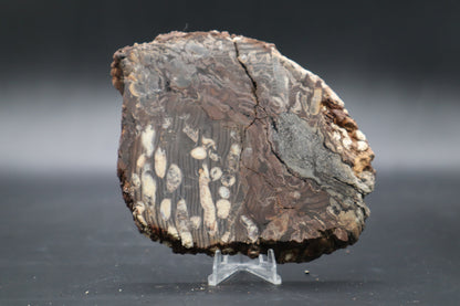 Peanut Wood Slab  (Stabilized-Unpolished)