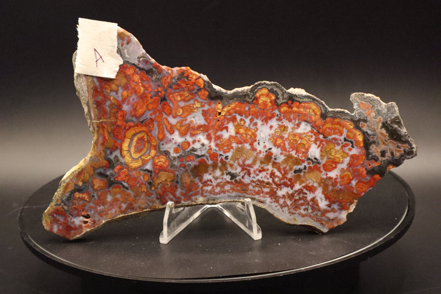 Wingate Pass Plume Agate slab (Unpolished)