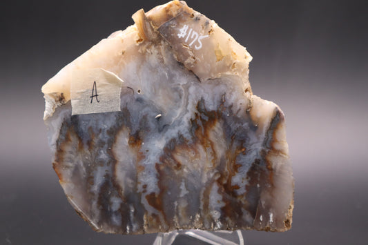 Regency Rose Plume Agate slab (Unpolished)