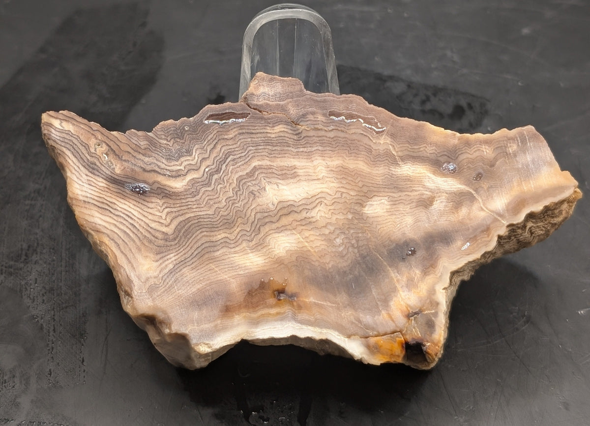 Hells Canyon Petrified Wood Specimen (Unpolished)