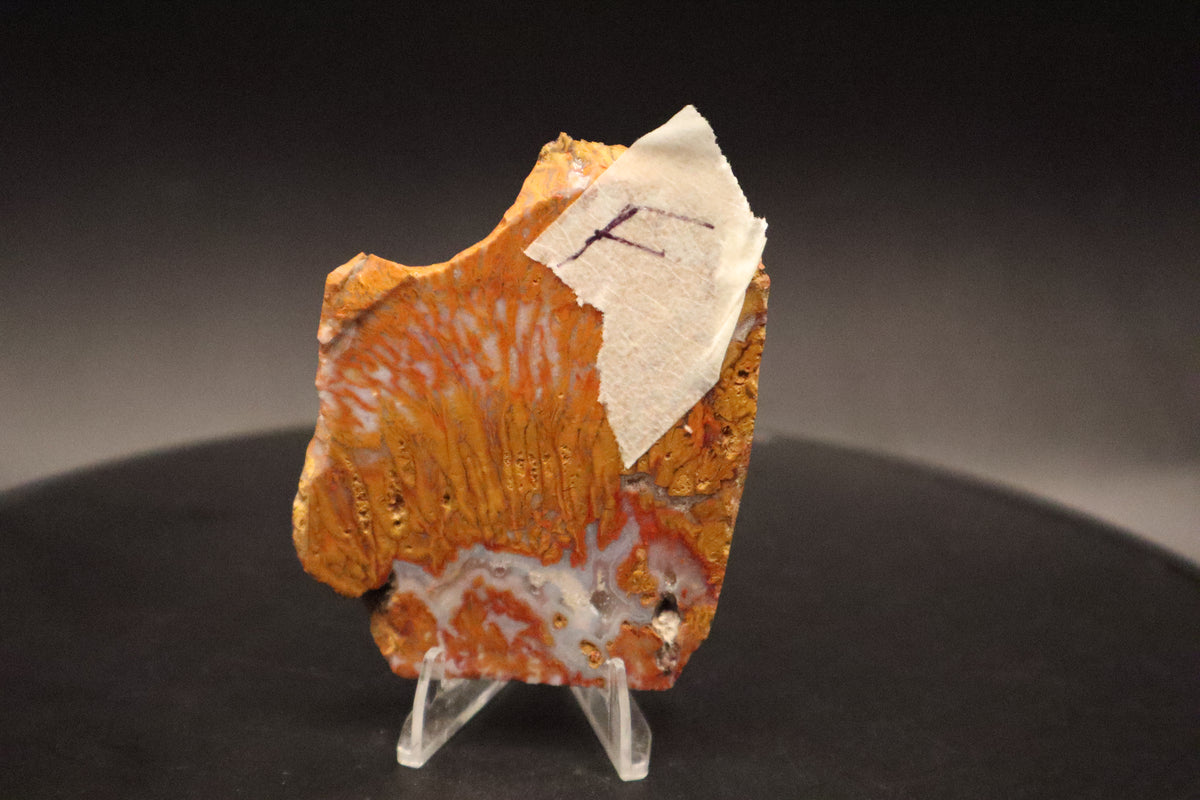 Wingate Pass Plume Agate slab (Unpolished)