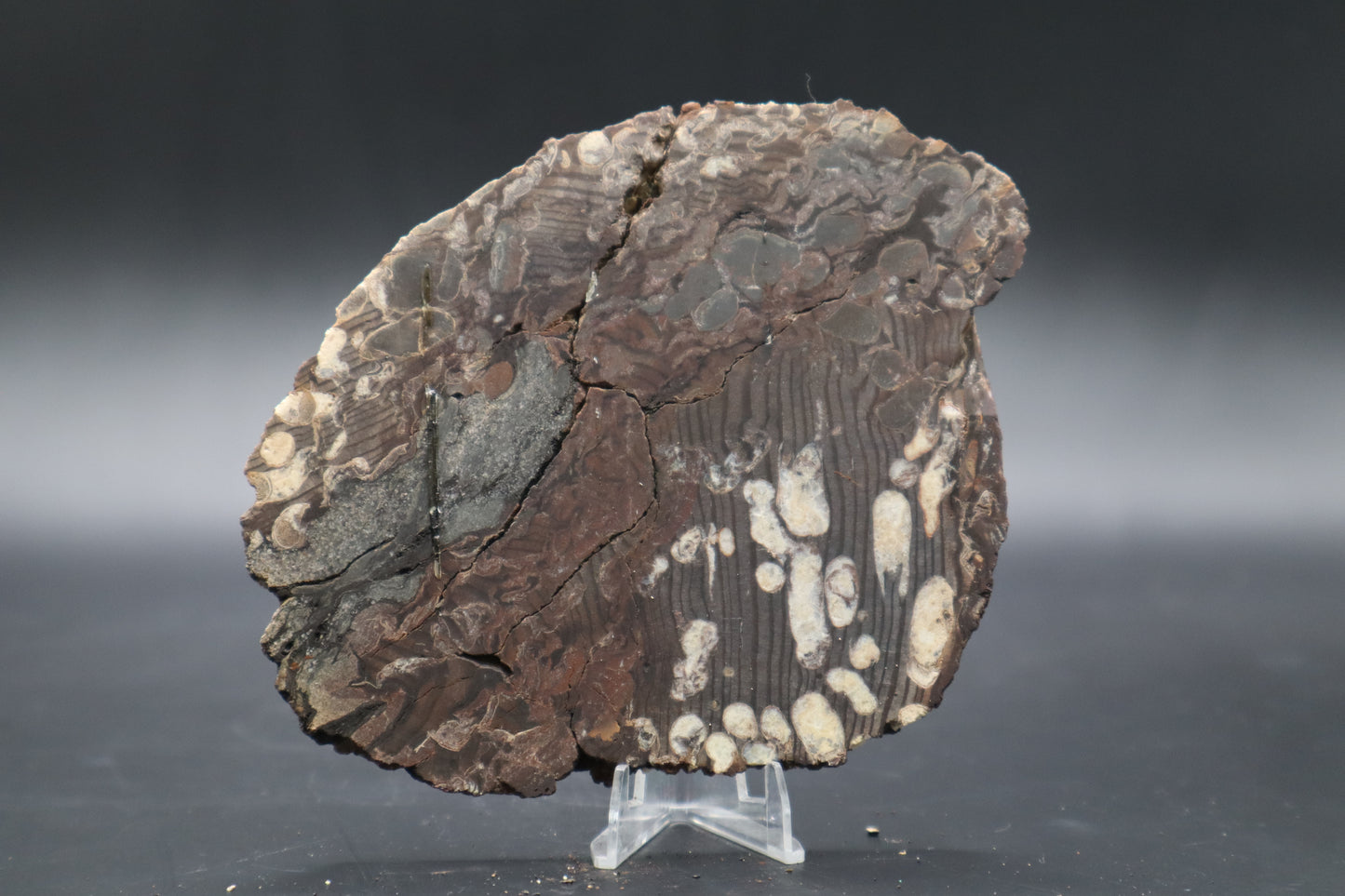 Peanut Wood Slab  (Stabilized-Unpolished)