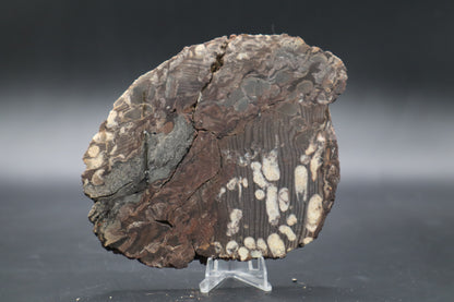Peanut Wood Slab  (Stabilized-Unpolished)