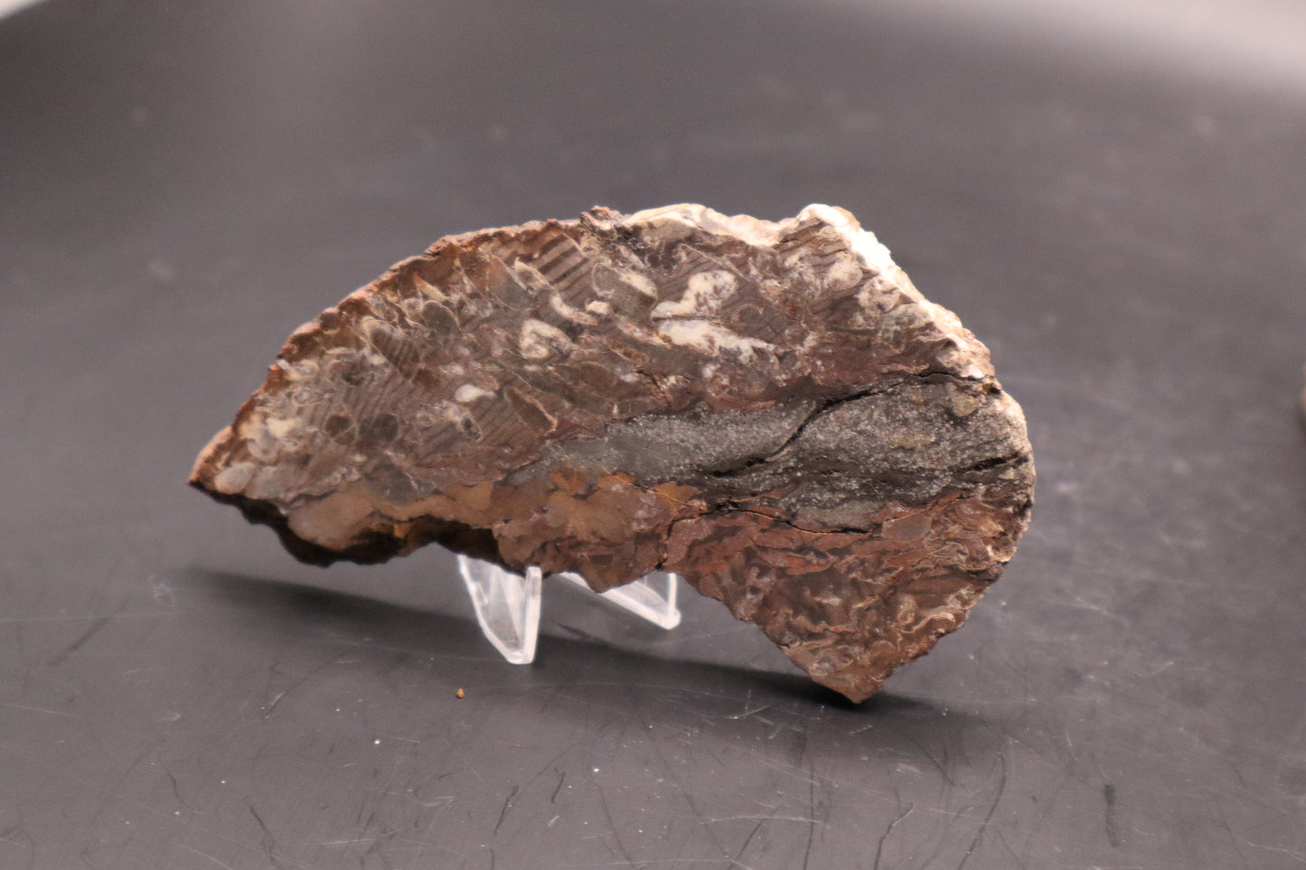 Peanut Wood Slab  (Stabilized-Unpolished)