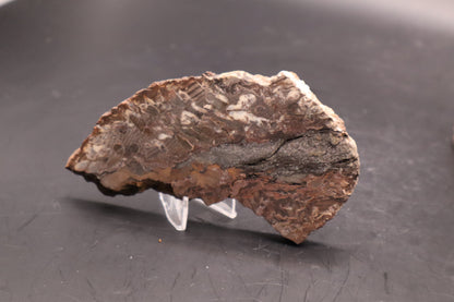 Peanut Wood Slab  (Stabilized-Unpolished)