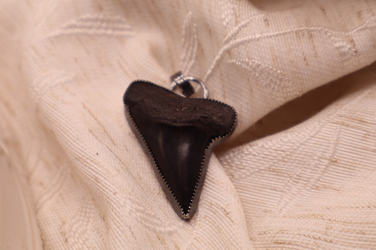 Shark Tooth Pendant