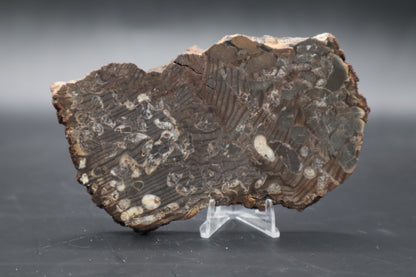 Peanut Wood Slab  (Stabilized-Unpolished)