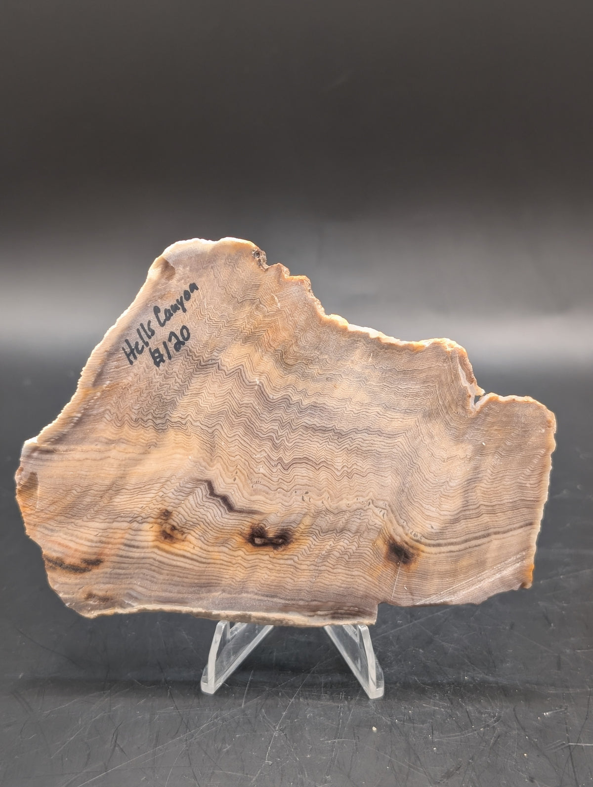 Hells Canyon Petrified Wood (Unpolished)