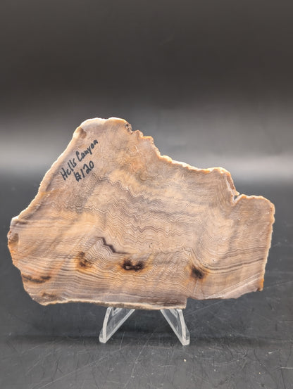 Hells Canyon Petrified Wood (Unpolished)