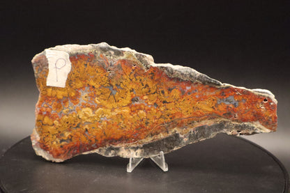Wingate Pass Plume Agate slab (Unpolished)