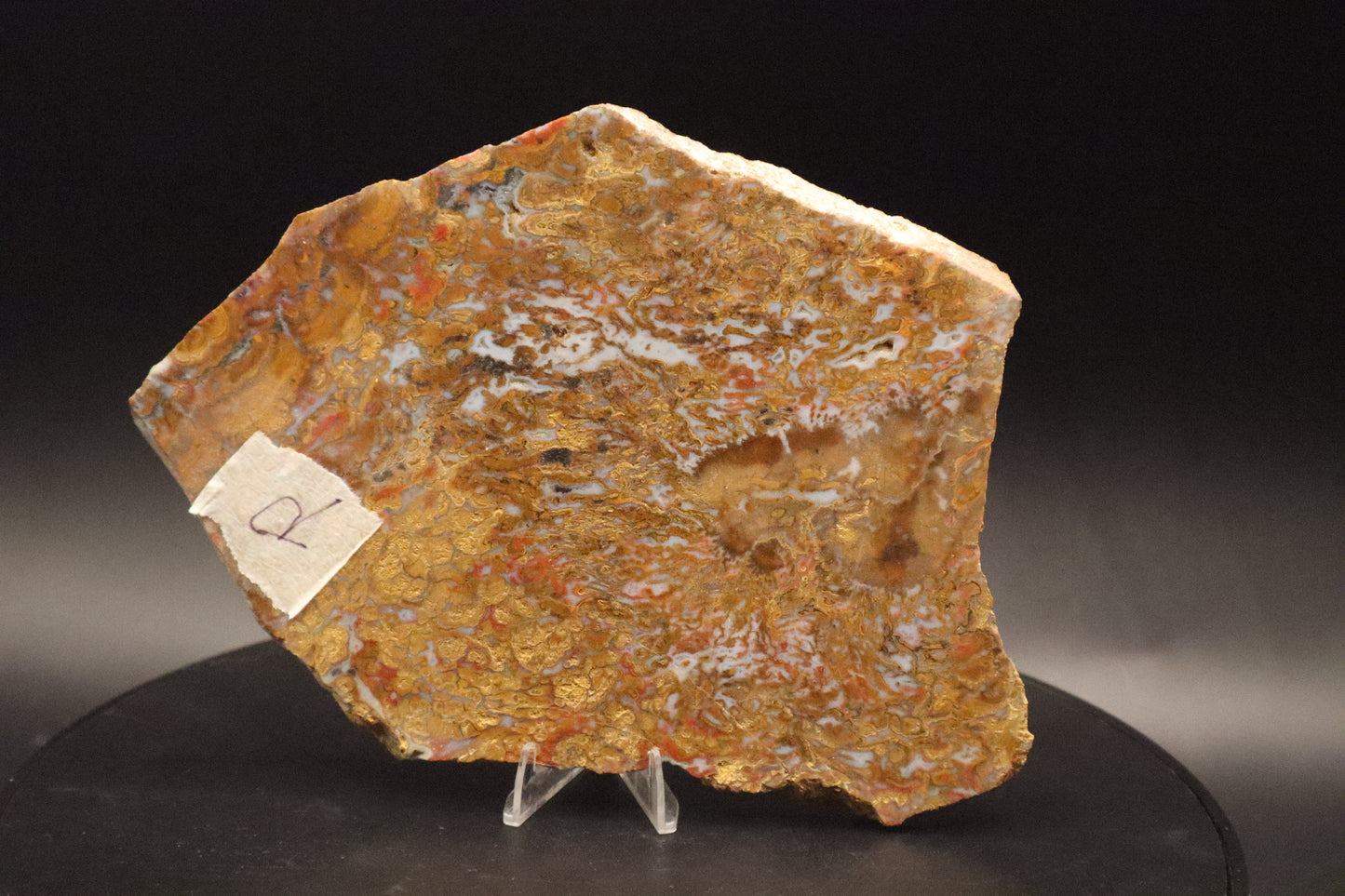 Wingate Pass Plume Agate slab (Unpolished)