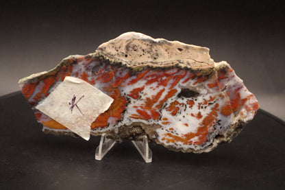 Wingate Pass Plume Agate slab (Unpolished)