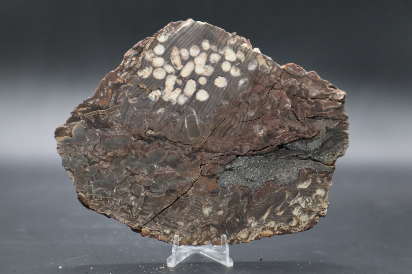 Peanut Wood Slab  (Stabilized-Unpolished)
