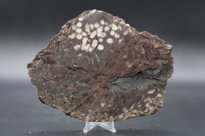 Peanut Wood Slab  (Stabilized-Unpolished)
