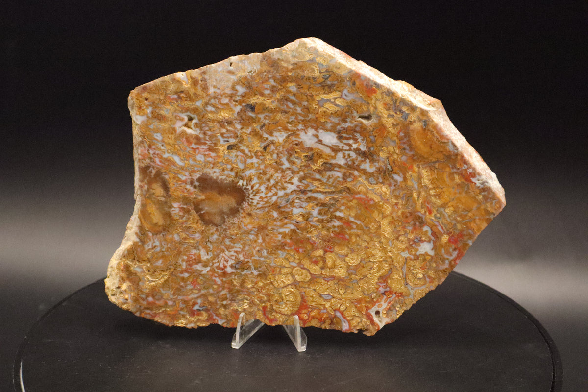 Wingate Pass Plume Agate slab (Unpolished)