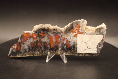 Wingate Pass Plume Agate slab (Unpolished)