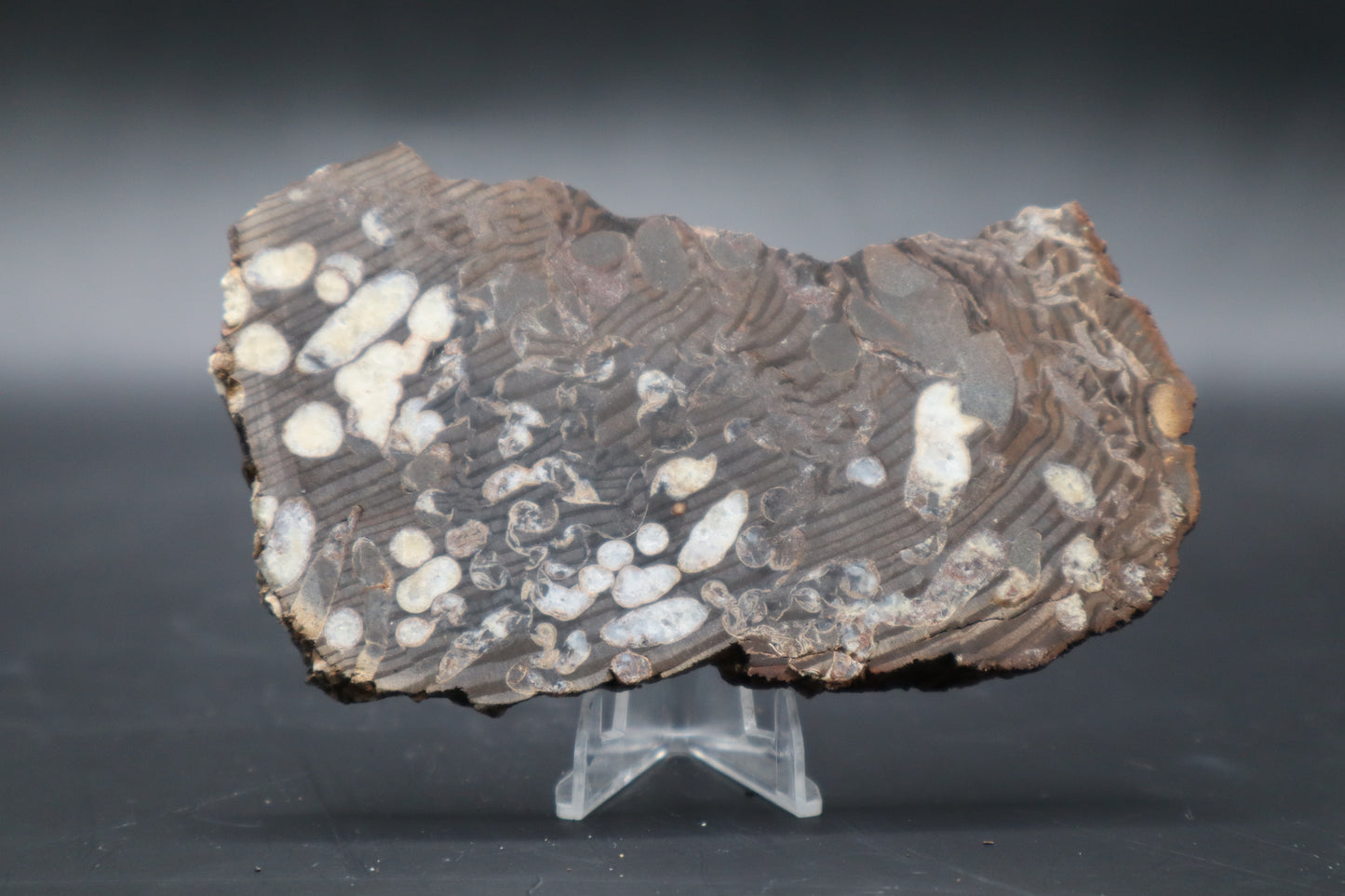 Peanut Wood Slab  (Stabilized-Unpolished)