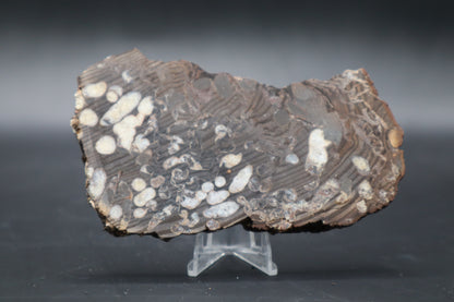 Peanut Wood Slab  (Stabilized-Unpolished)