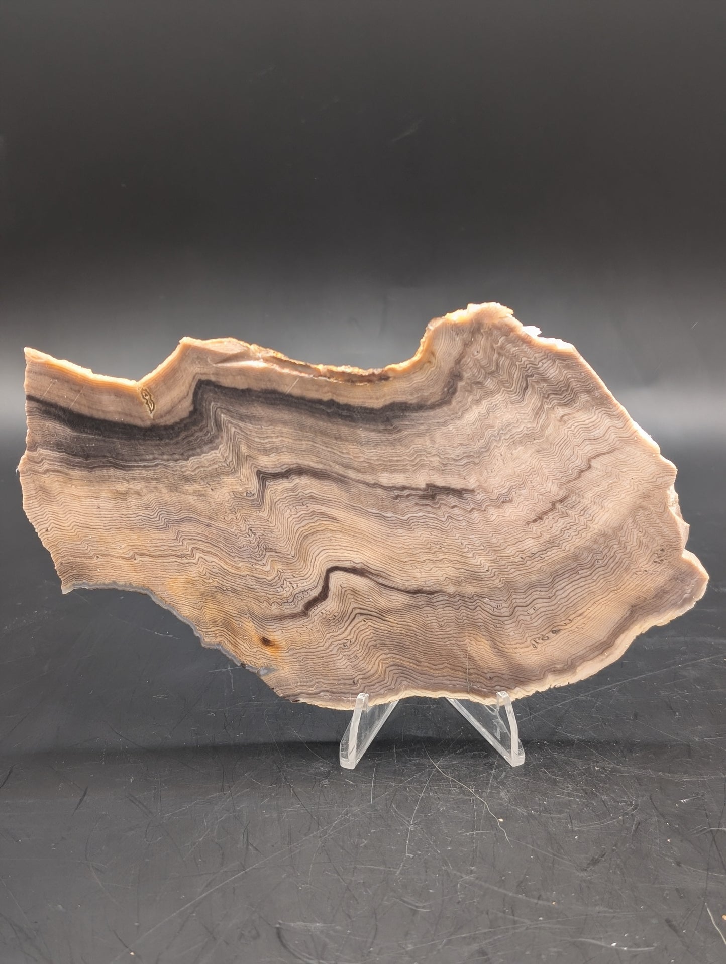 Hells Canyon Petrified Wood (Unpolished)