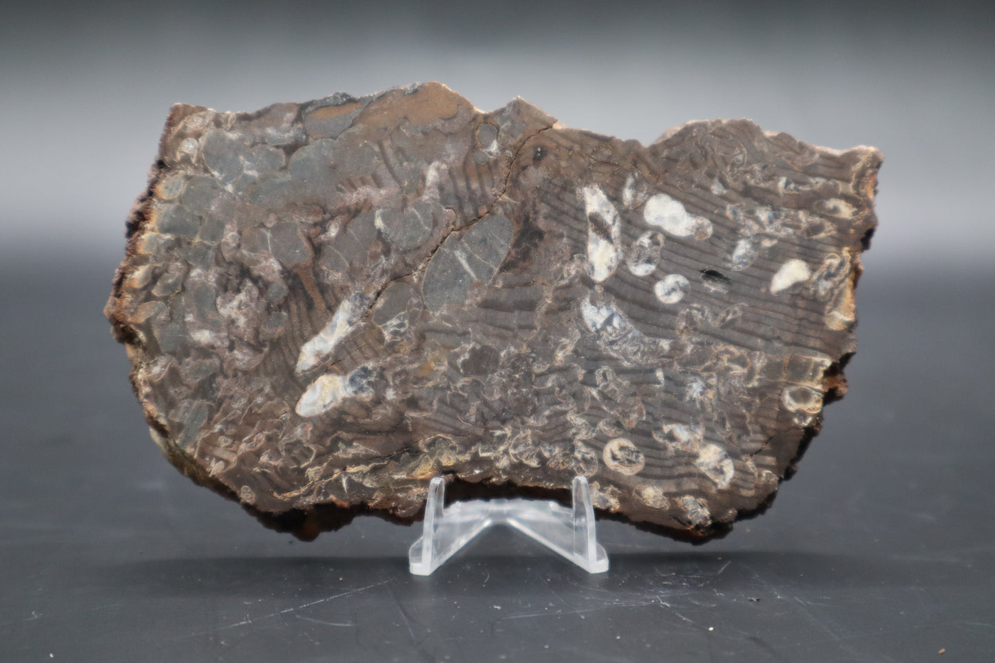 Peanut Wood Slab  (Stabilized-Unpolished)