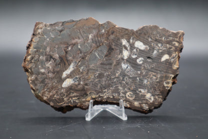 Peanut Wood Slab  (Stabilized-Unpolished)