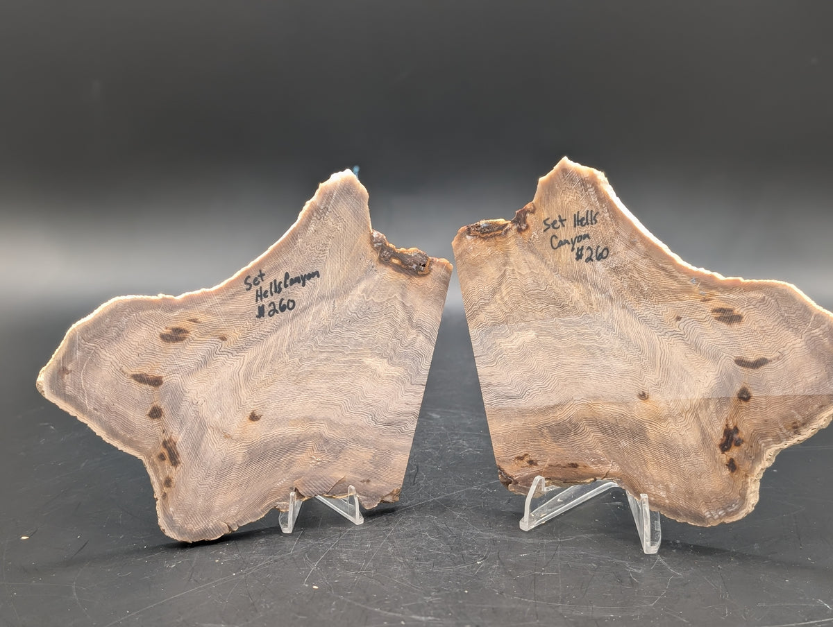 Hells Canyon Petrified Wood set(Unpolished)