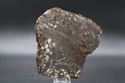 Peanut Wood Slab  (Stabilized-Unpolished)