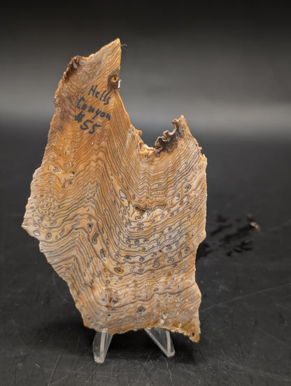 Hells Canyon Petrified Wood (Unpolished)