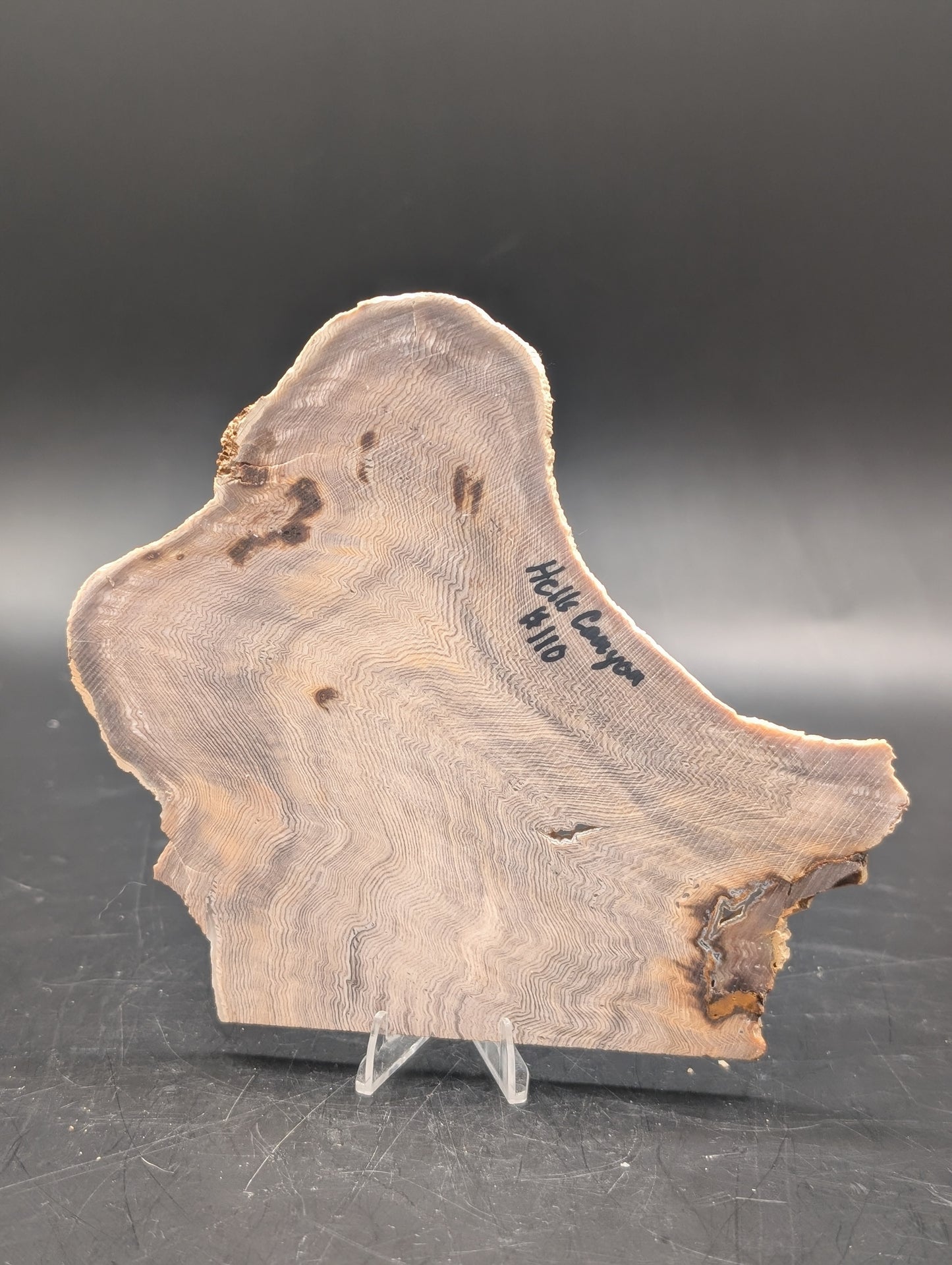 Hells Canyon Petrified Wood (Unpolished)