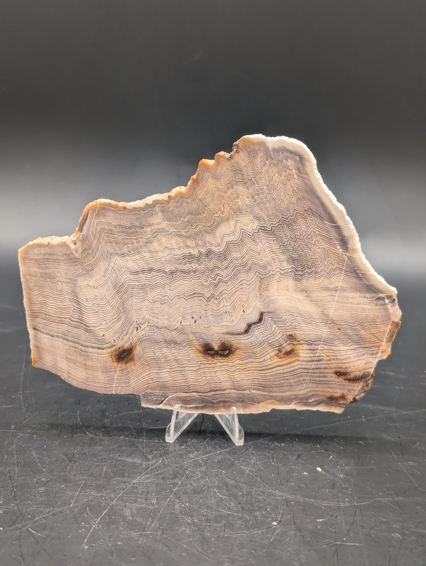 Hells Canyon Petrified Wood (Unpolished)