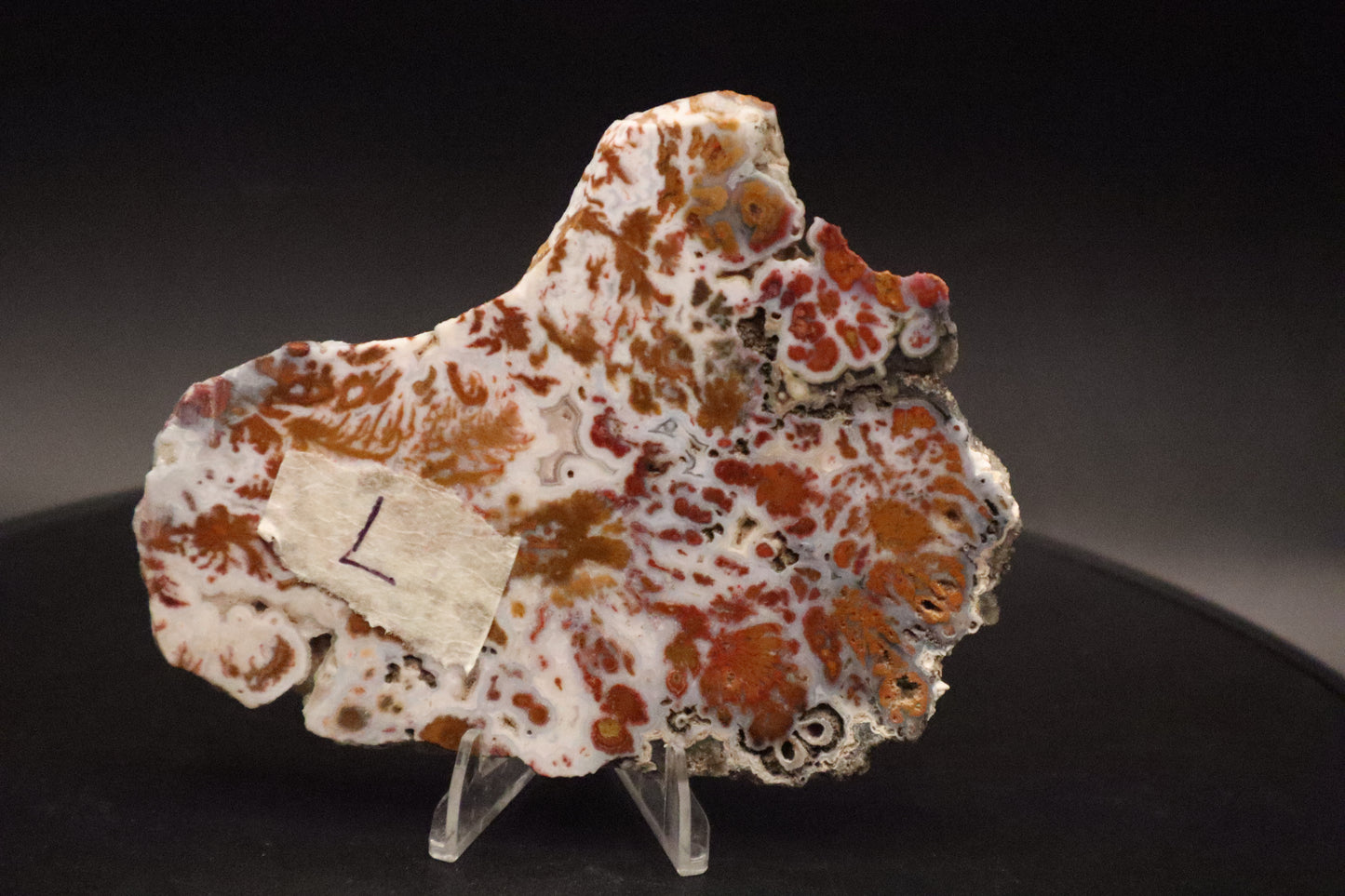 Wingate Pass Plume Agate slab (Unpolished)