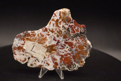 Wingate Pass Plume Agate slab (Unpolished)