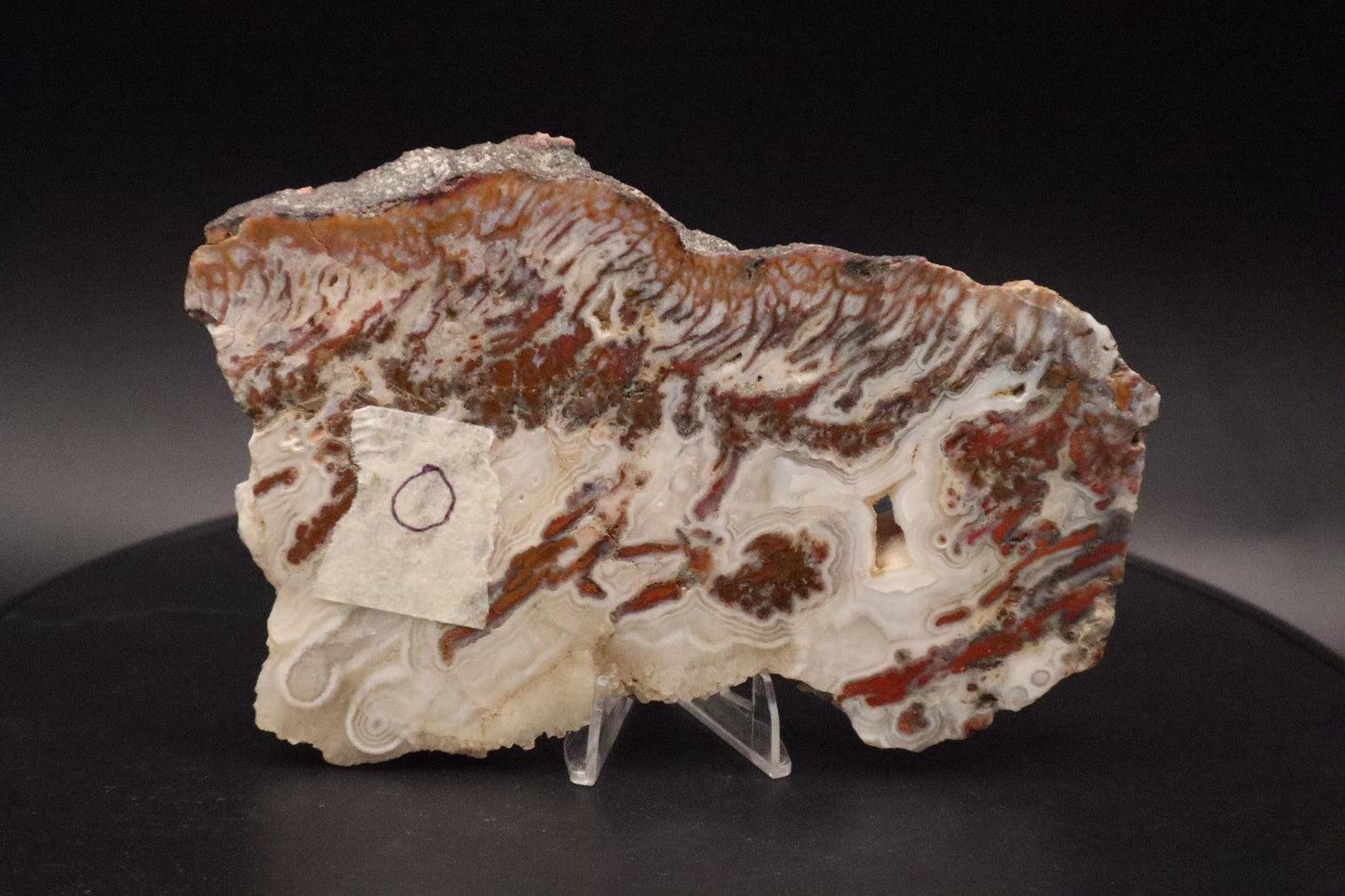 Wingate Pass Plume Agate slab (Unpolished)