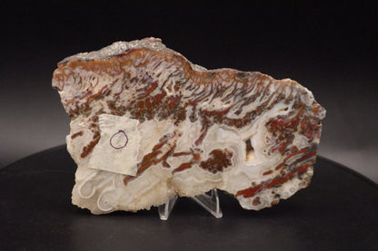 Wingate Pass Plume Agate slab (Unpolished)