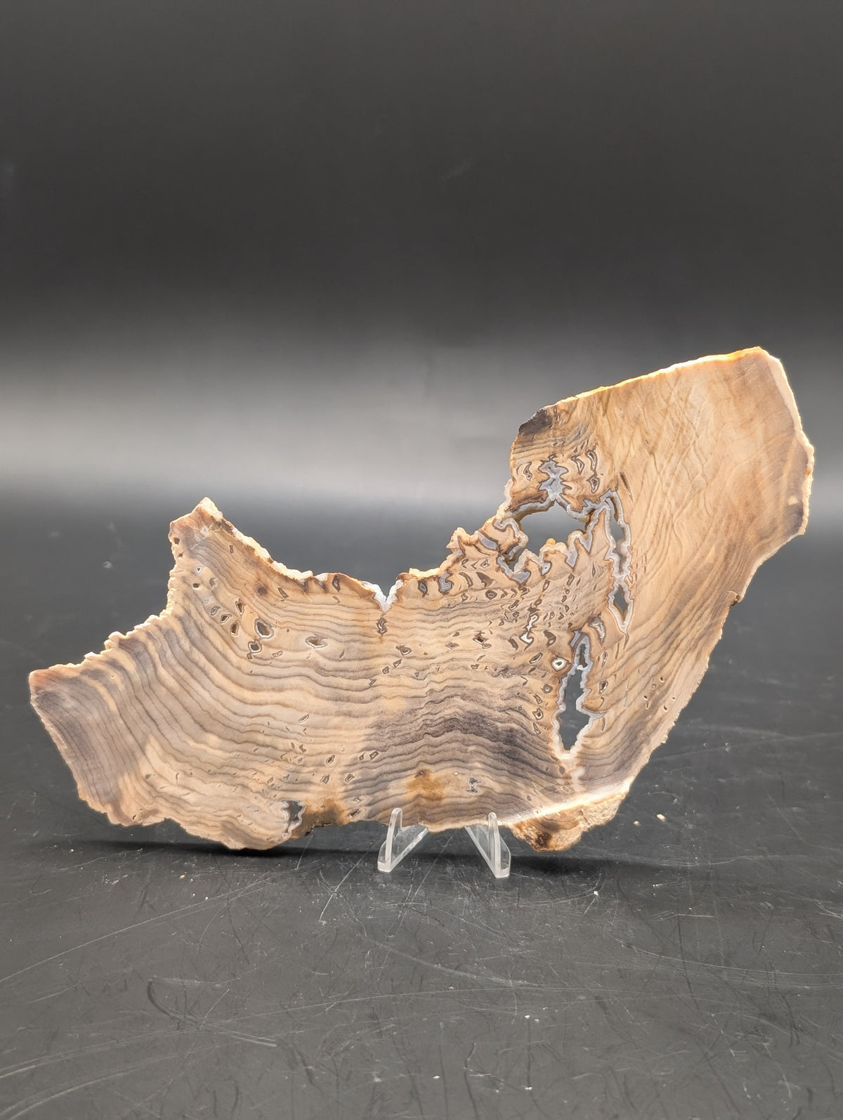 Hells Canyon Petrified Wood (Unpolished)