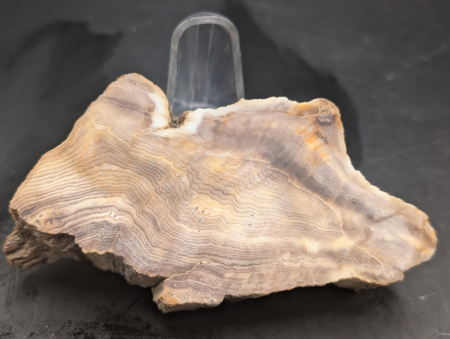 Hells Canyon Petrified Wood Specimen (Unpolished)