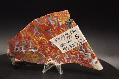 Wingate Pass Plume Agate slab (Semi-Polished)