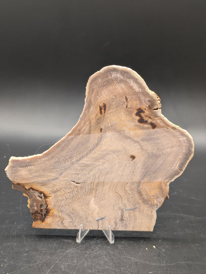 Hells Canyon Petrified Wood (Unpolished)
