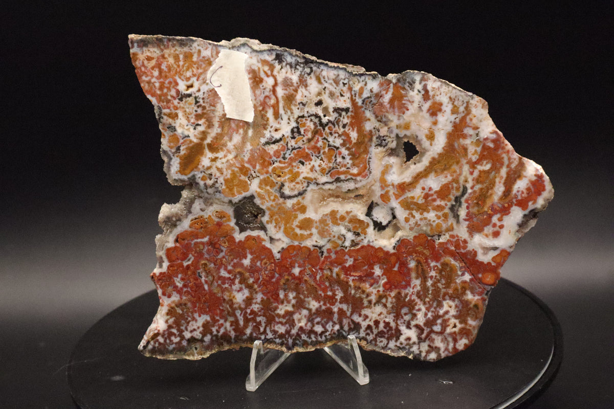 Wingate Pass Plume Agate slab (Unpolished)